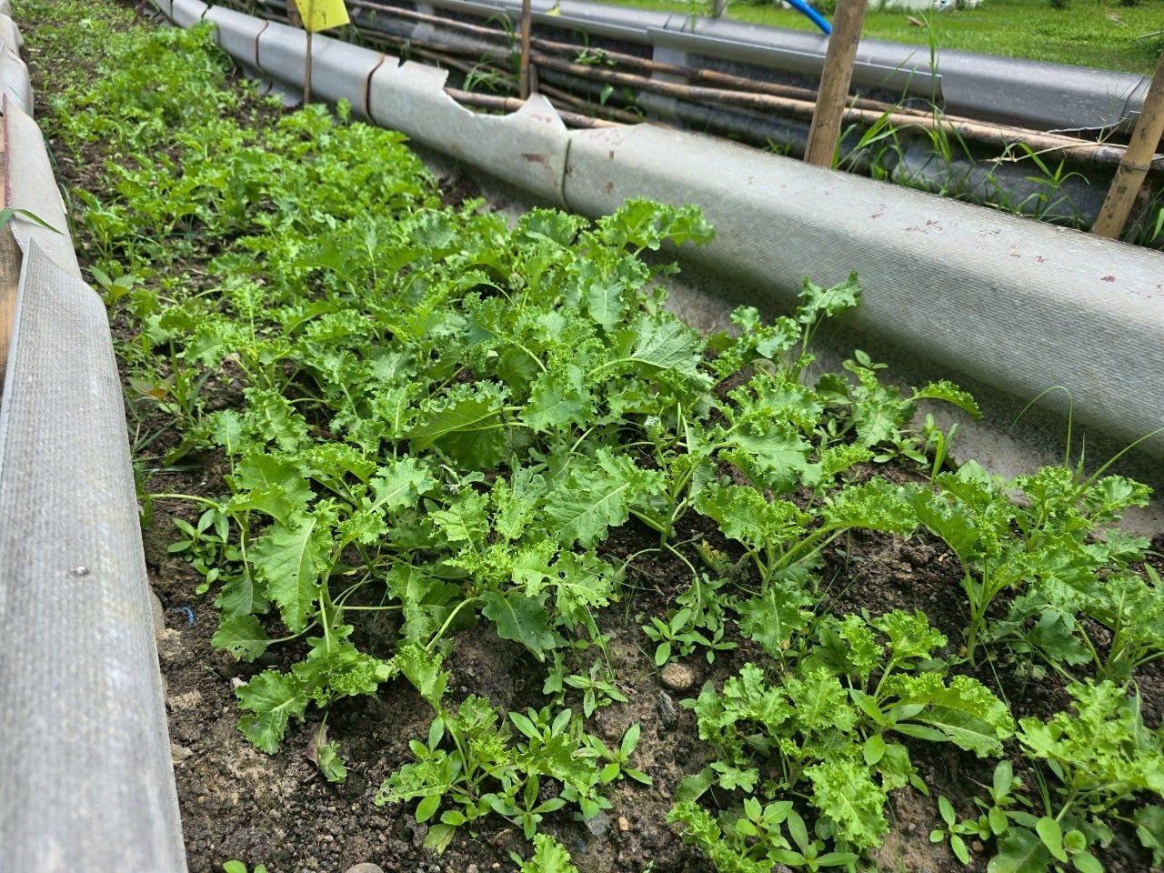 ภาพประกอบที่ 4