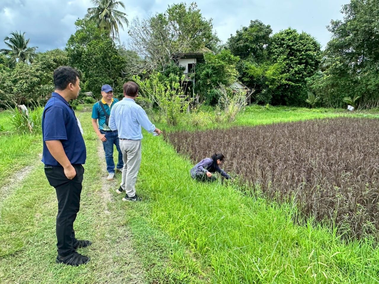 ภาพประกอบที่ 3