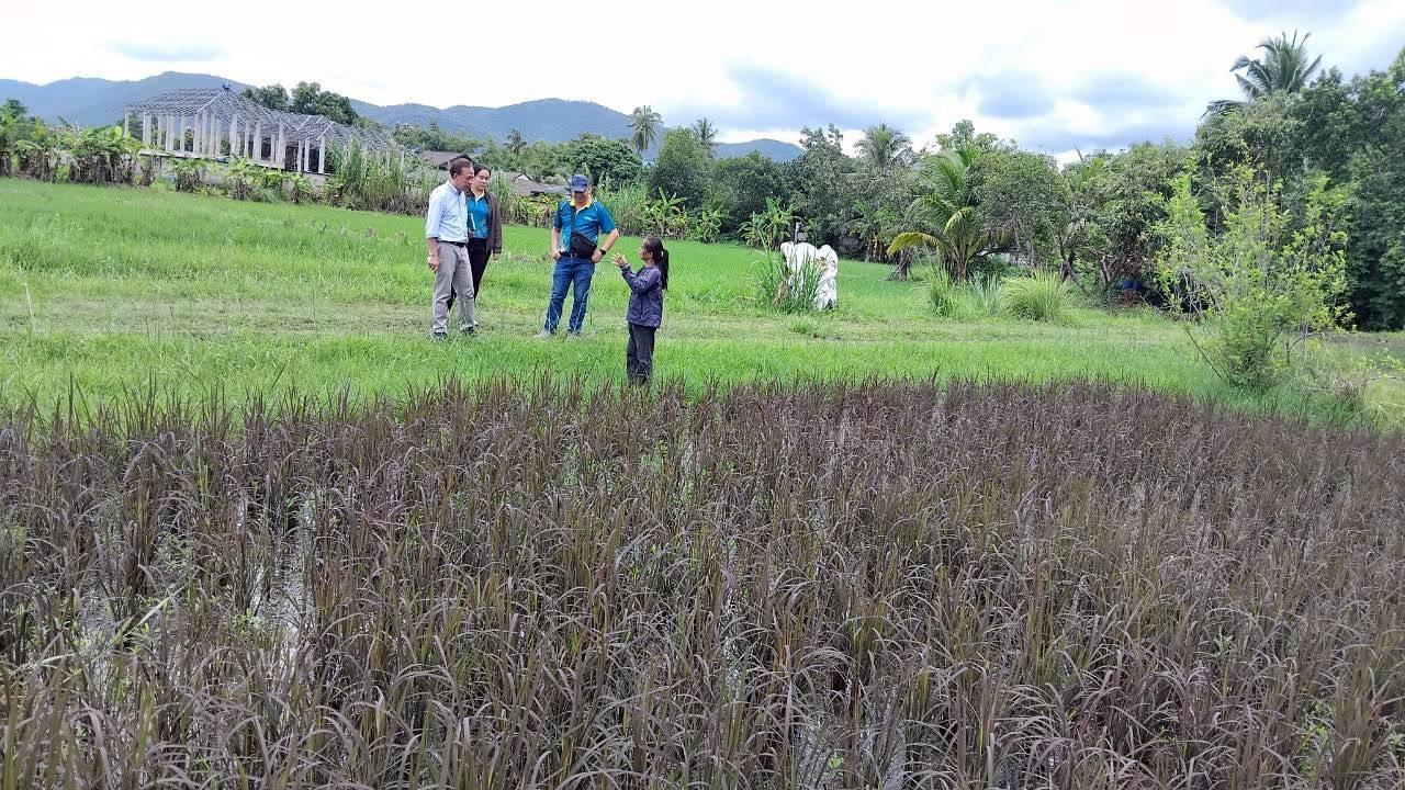 ภาพประกอบที่ 6