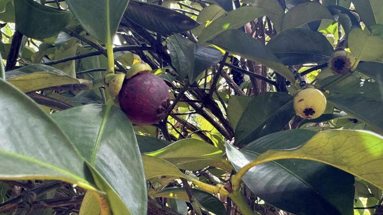 ภาพประกอบที่ 9