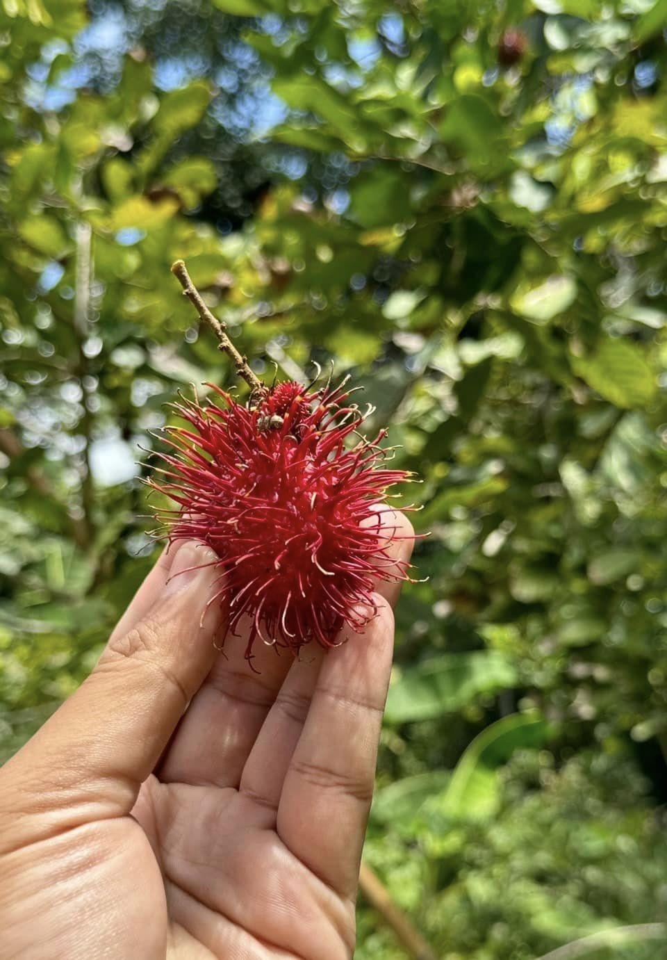 ภาพประกอบที่ 8