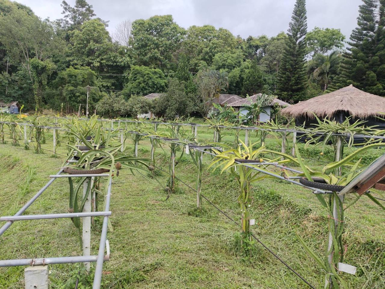 ภาพประกอบที่ 2