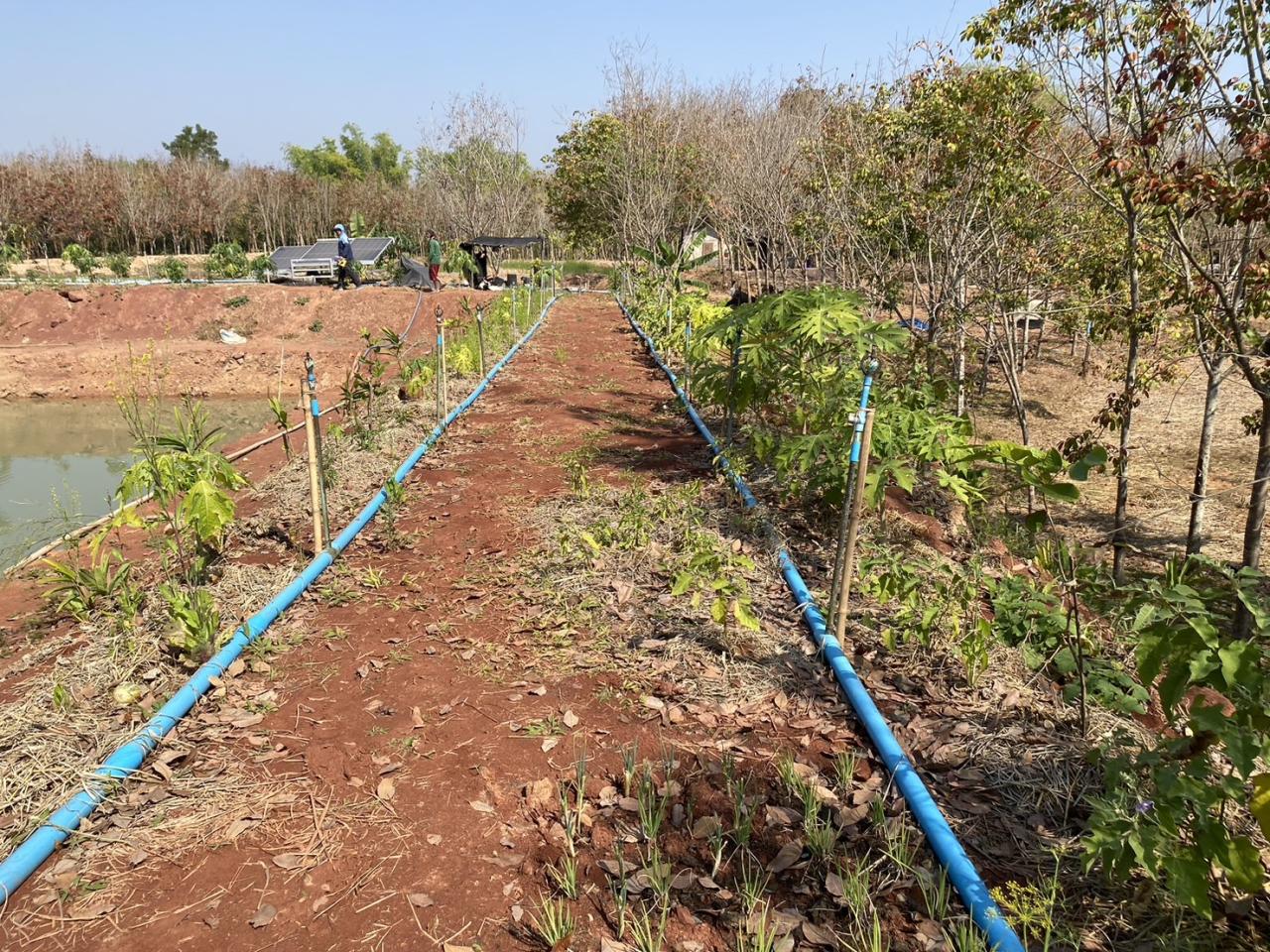 ภาพประกอบที่ 3