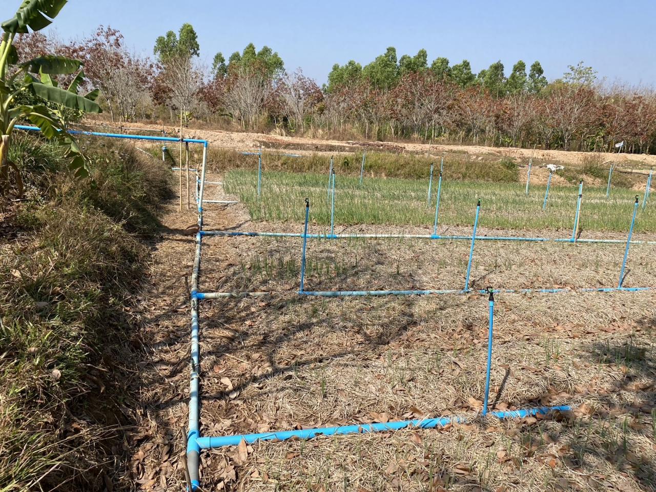 ภาพประกอบที่ 5