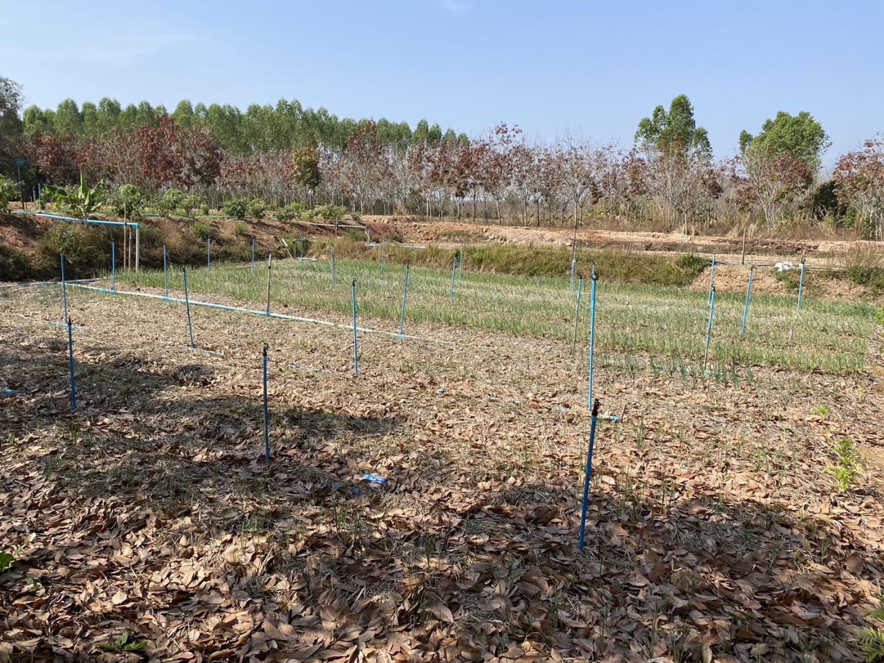 ภาพประกอบที่ 9