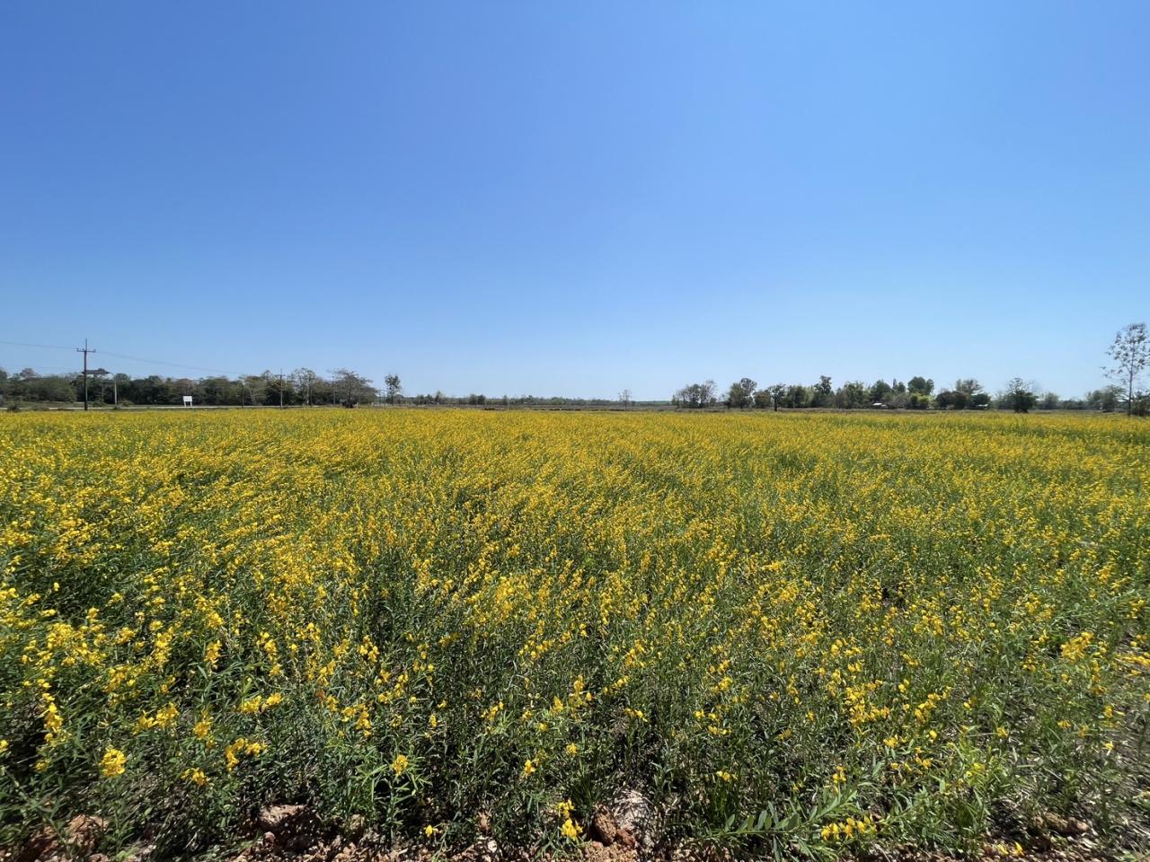 ภาพประกอบที่ 9