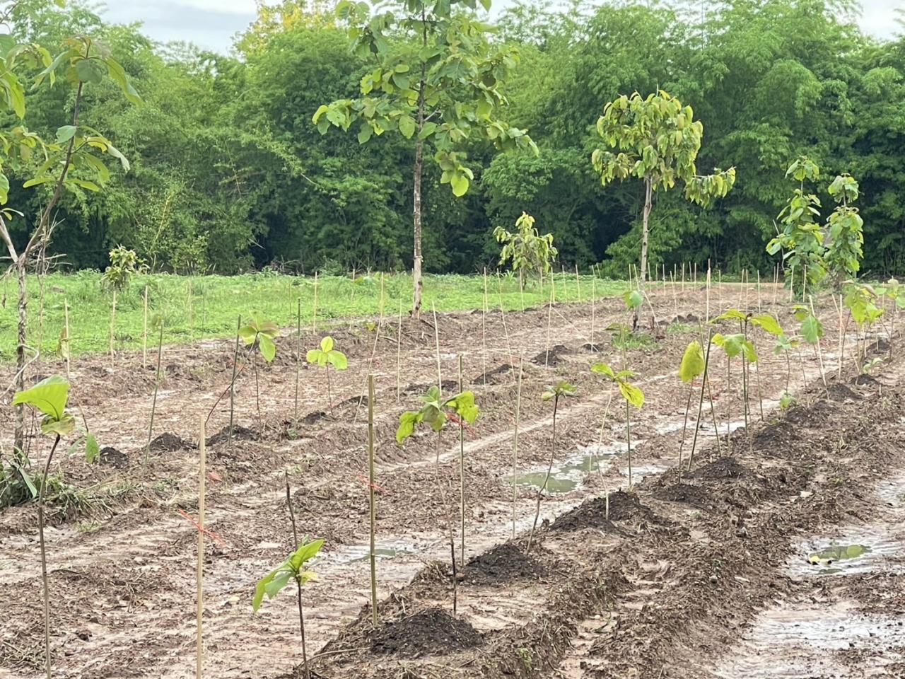 ภาพประกอบที่ 9