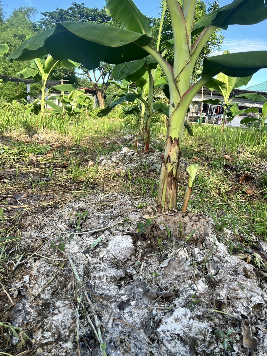 ภาพประกอบที่ 21