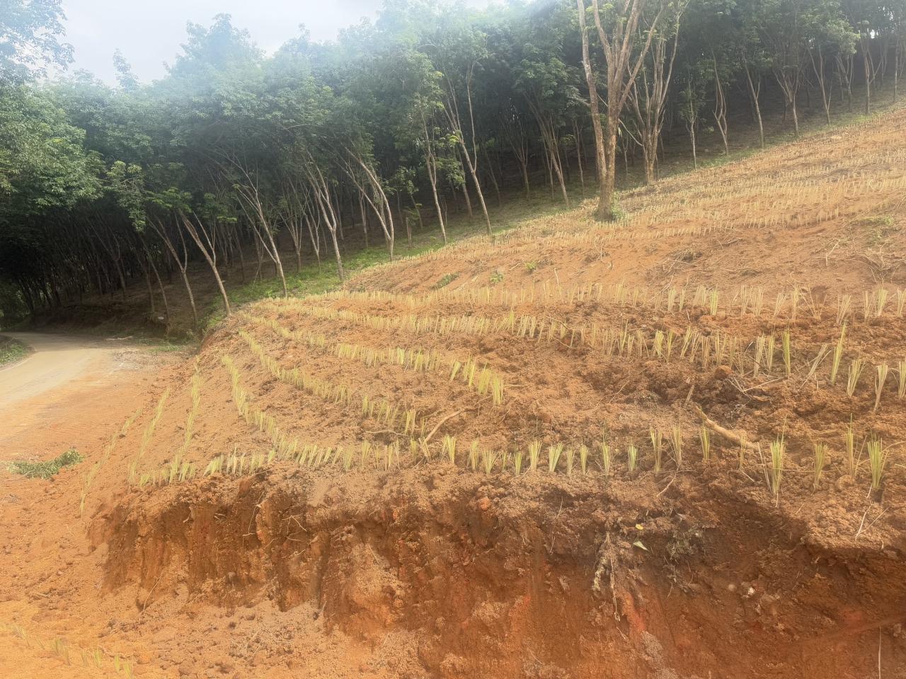 ภาพประกอบที่ 7