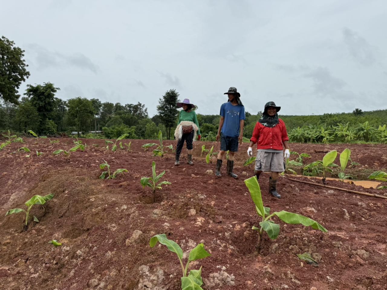 ภาพประกอบที่ 8