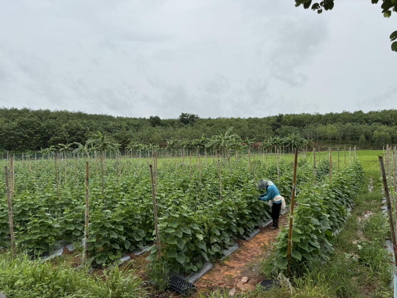 ภาพประกอบที่ 9