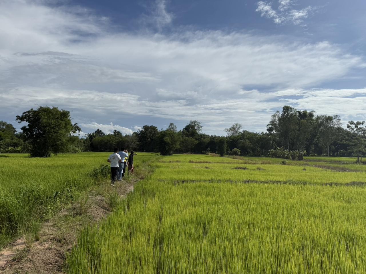 ภาพประกอบที่ 12