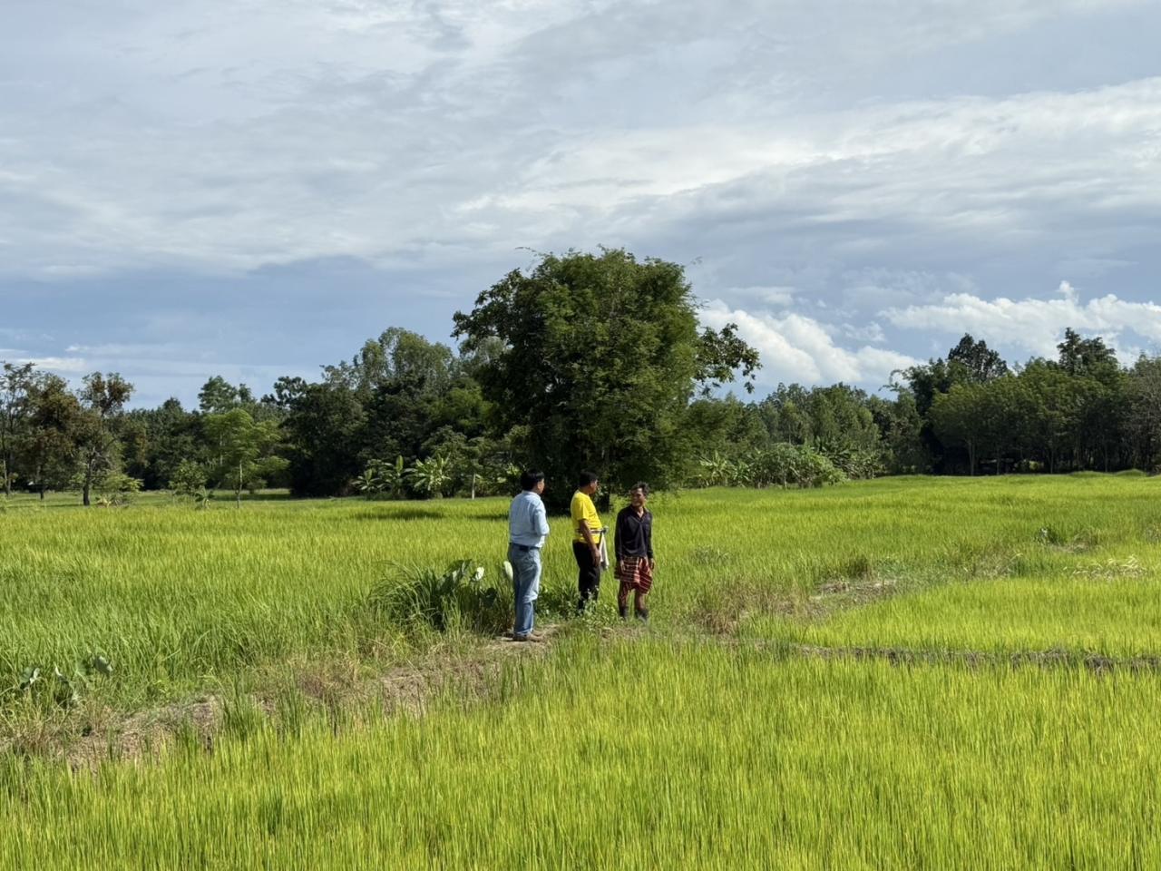 ภาพประกอบที่ 13