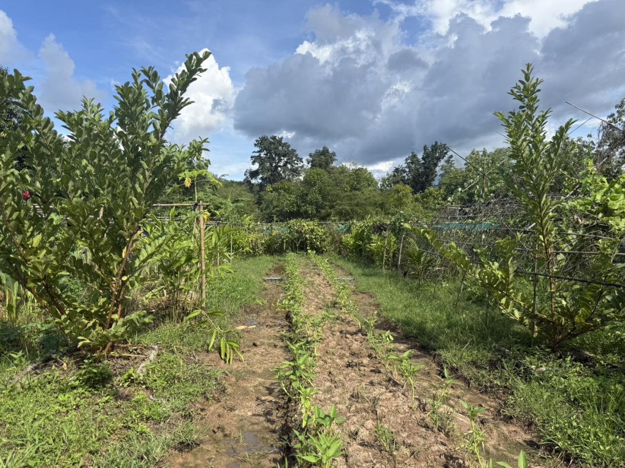 ภาพประกอบที่ 6