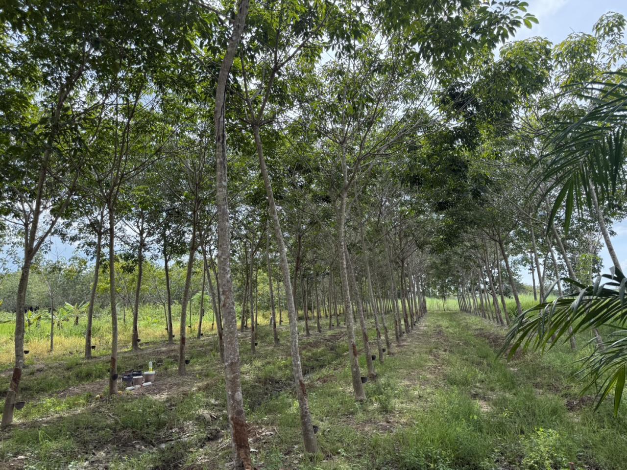 ภาพประกอบที่ 34