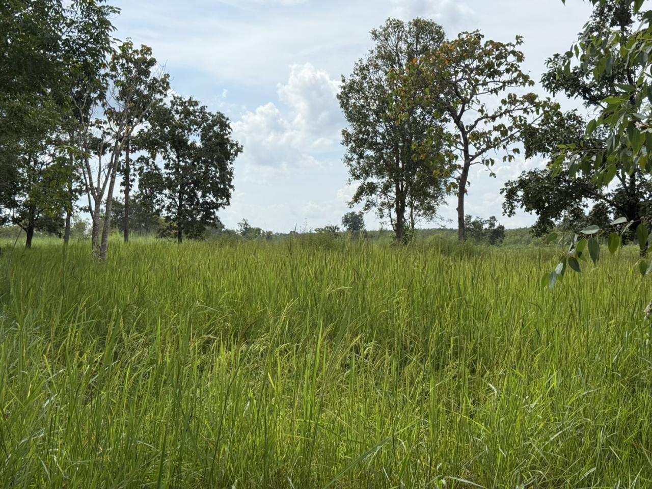 ภาพประกอบที่ 36