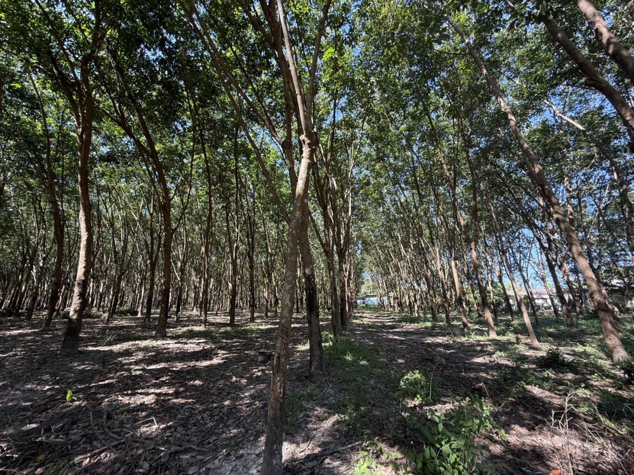 ภาพประกอบที่ 7