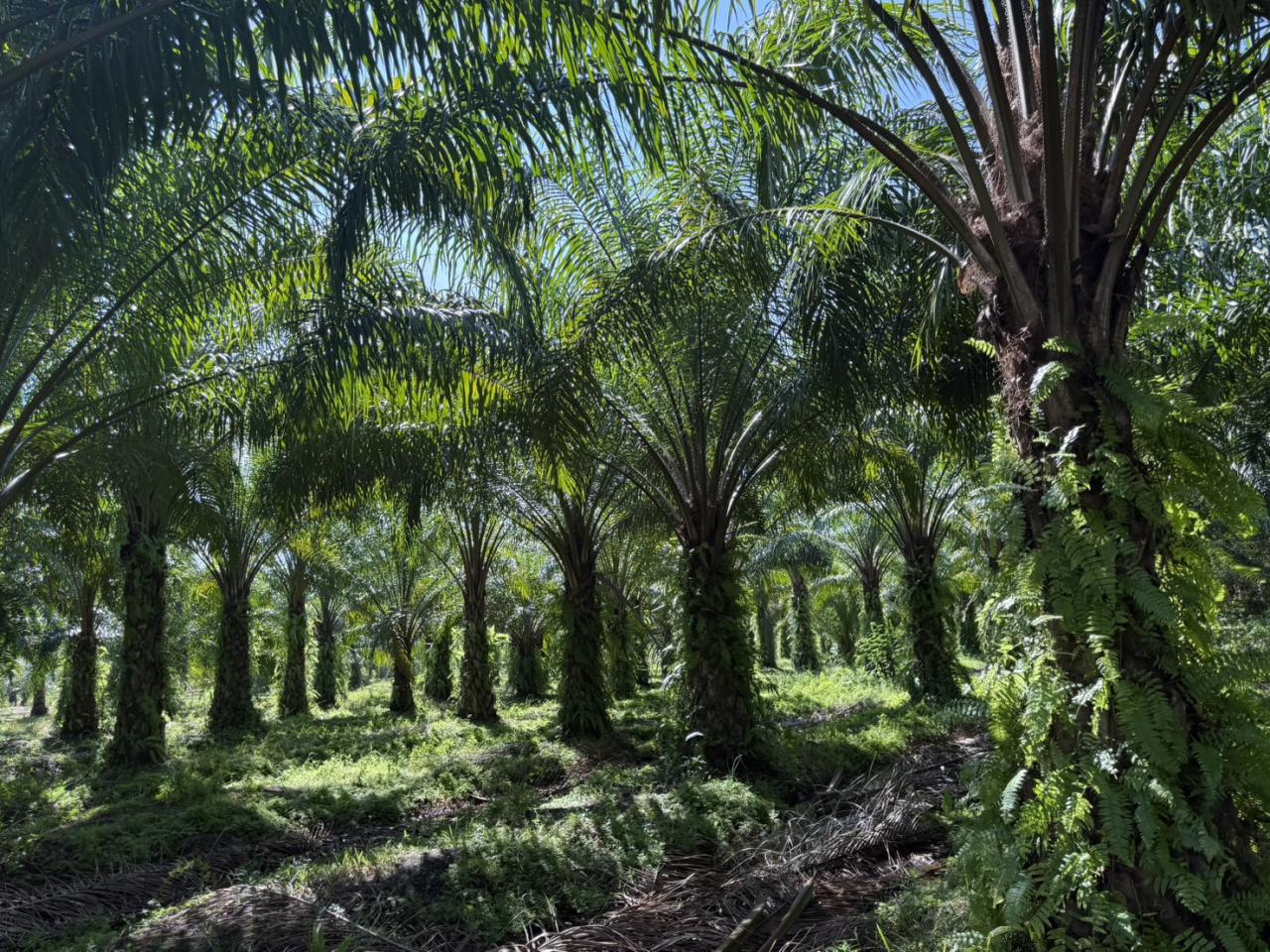 ภาพประกอบที่ 9