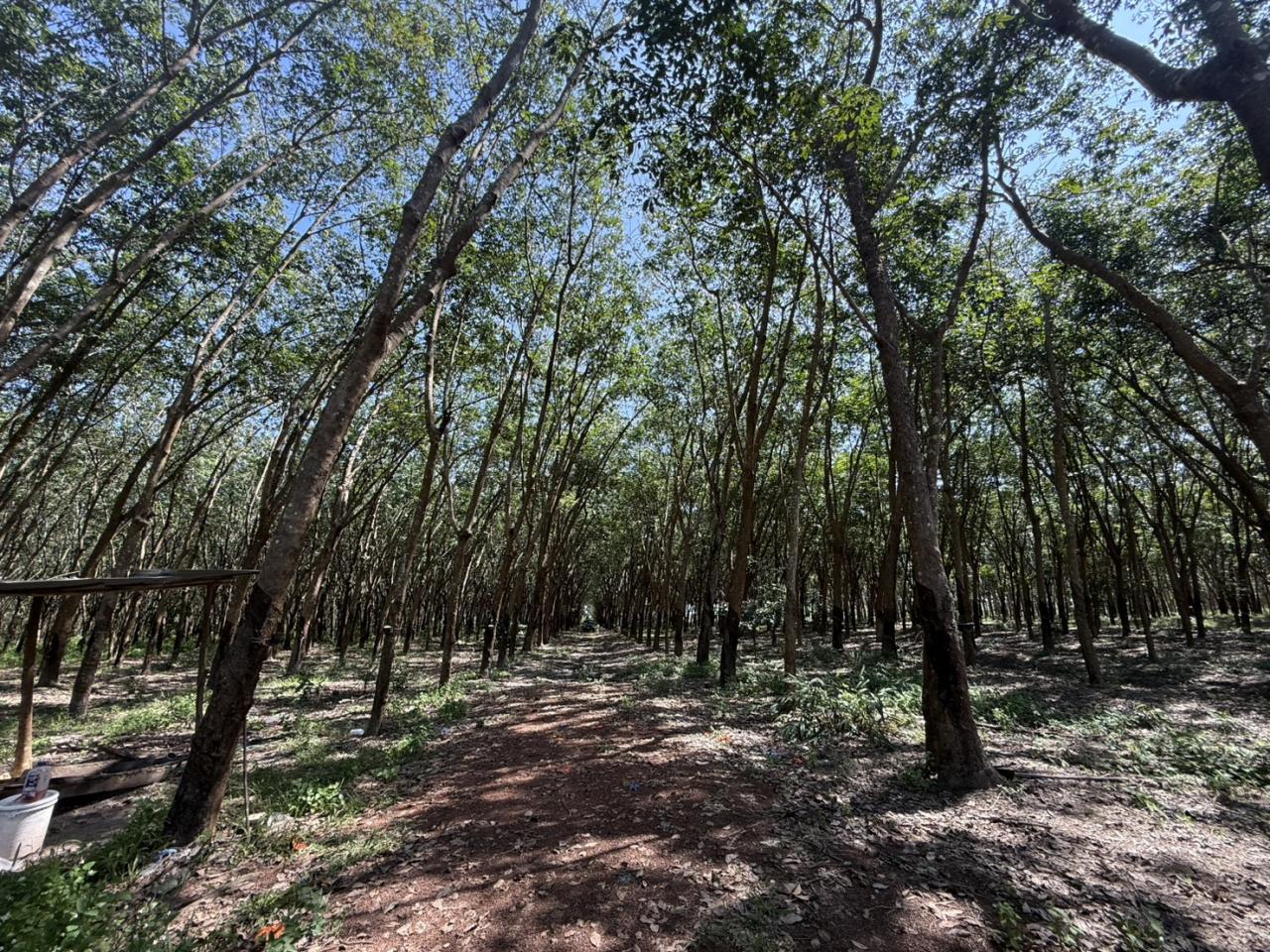 ภาพประกอบที่ 16