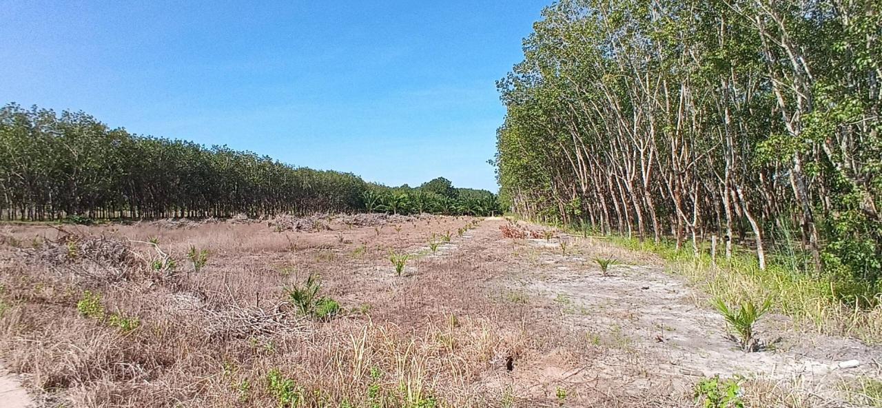 ภาพประกอบที่ 20