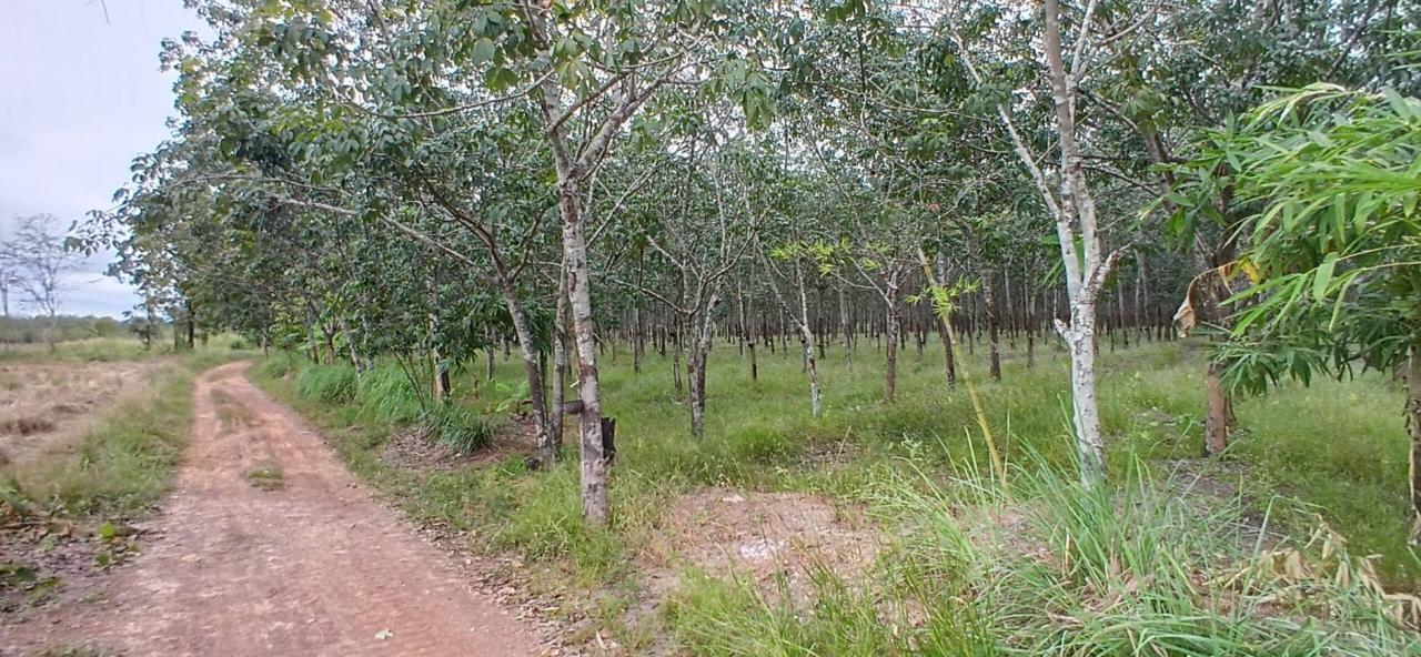 ภาพประกอบที่ 19