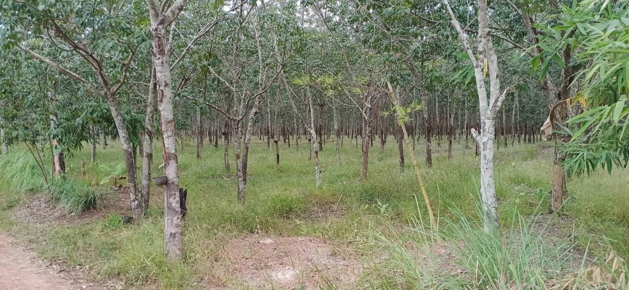 ภาพประกอบที่ 23