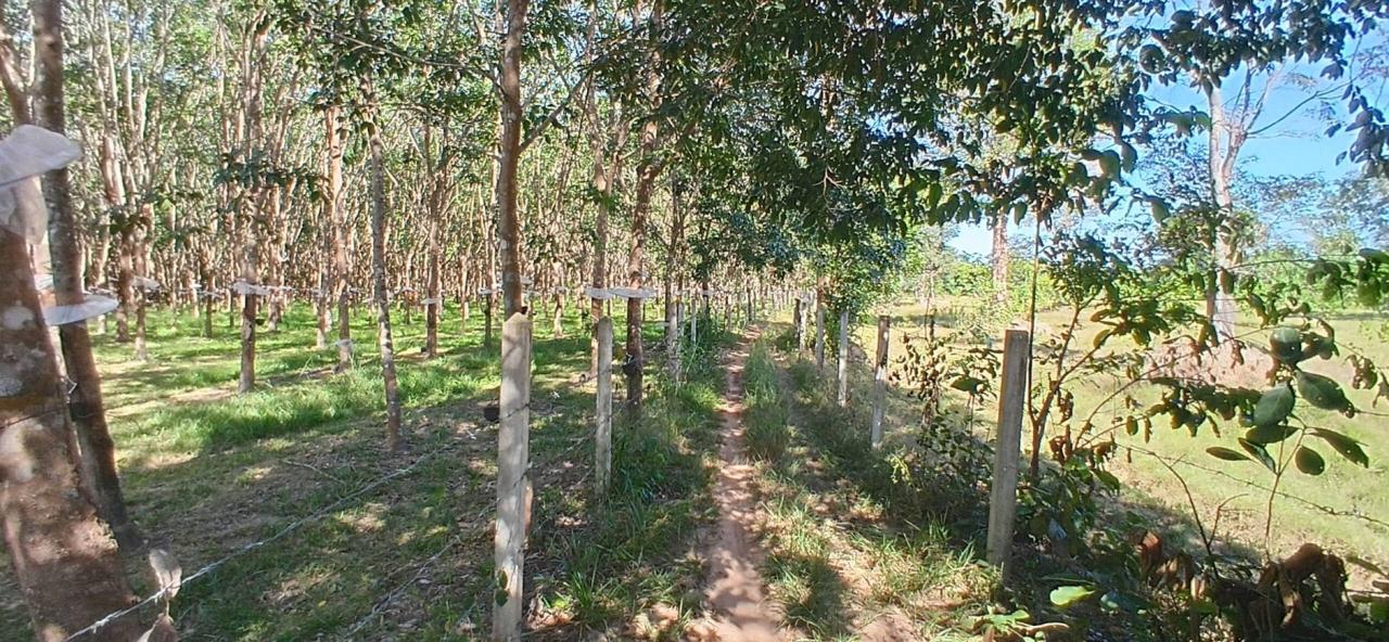 ภาพประกอบที่ 17