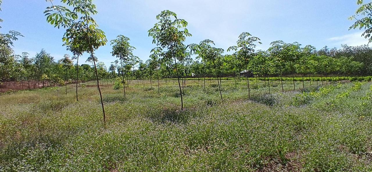 ภาพประกอบที่ 19