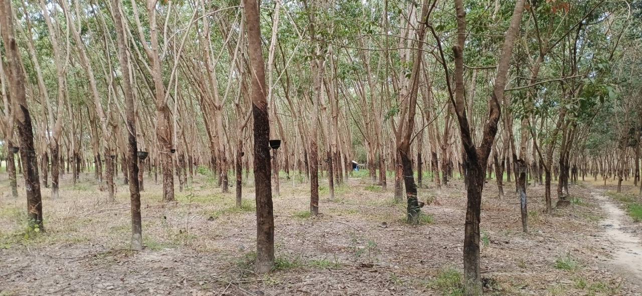 ภาพประกอบที่ 13