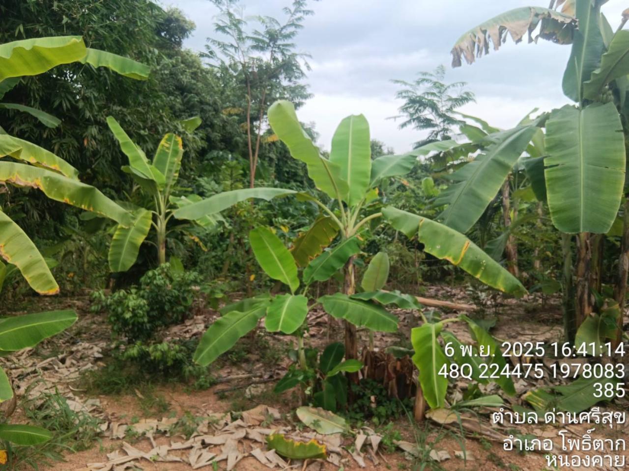 ภาพประกอบที่ 11