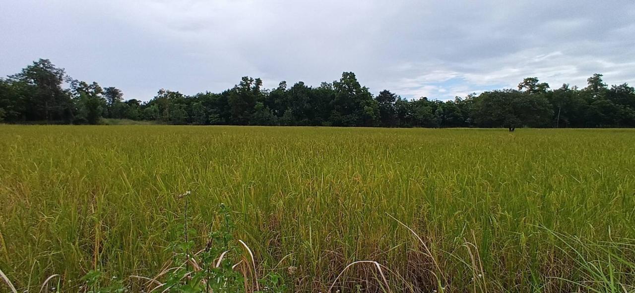 ภาพประกอบที่ 15