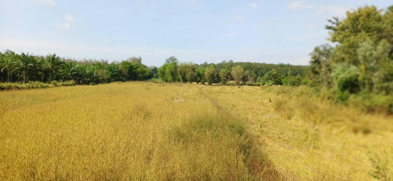 ภาพประกอบที่ 12