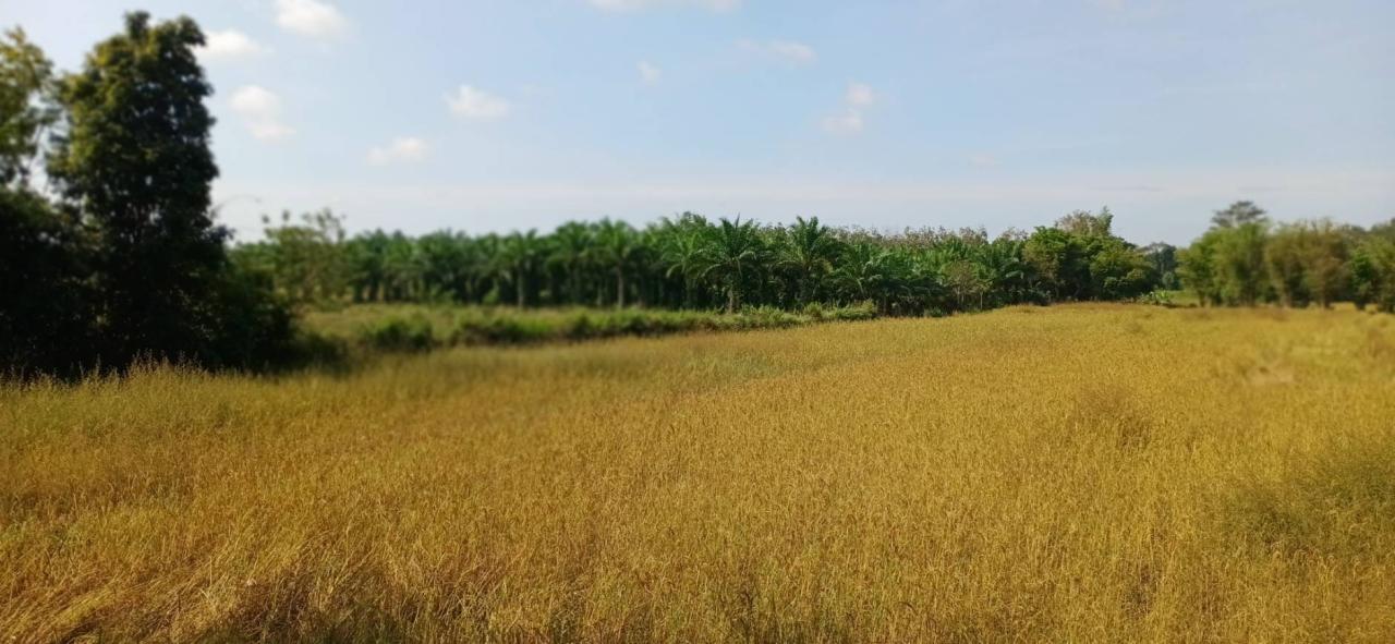 ภาพประกอบที่ 13