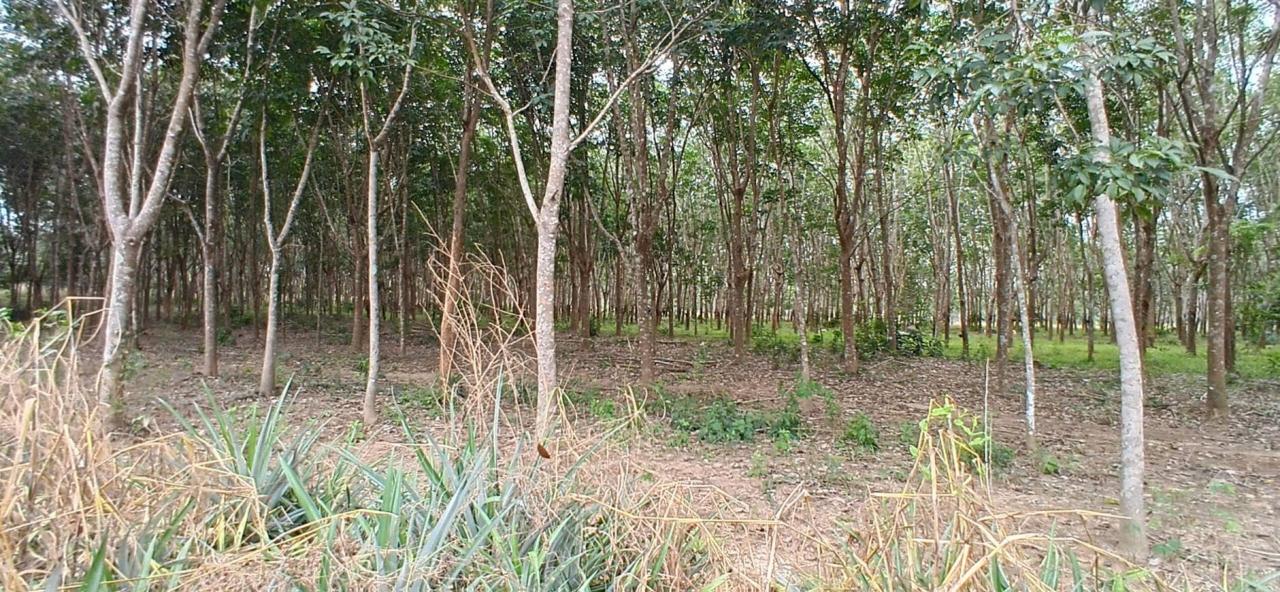 ภาพประกอบที่ 10