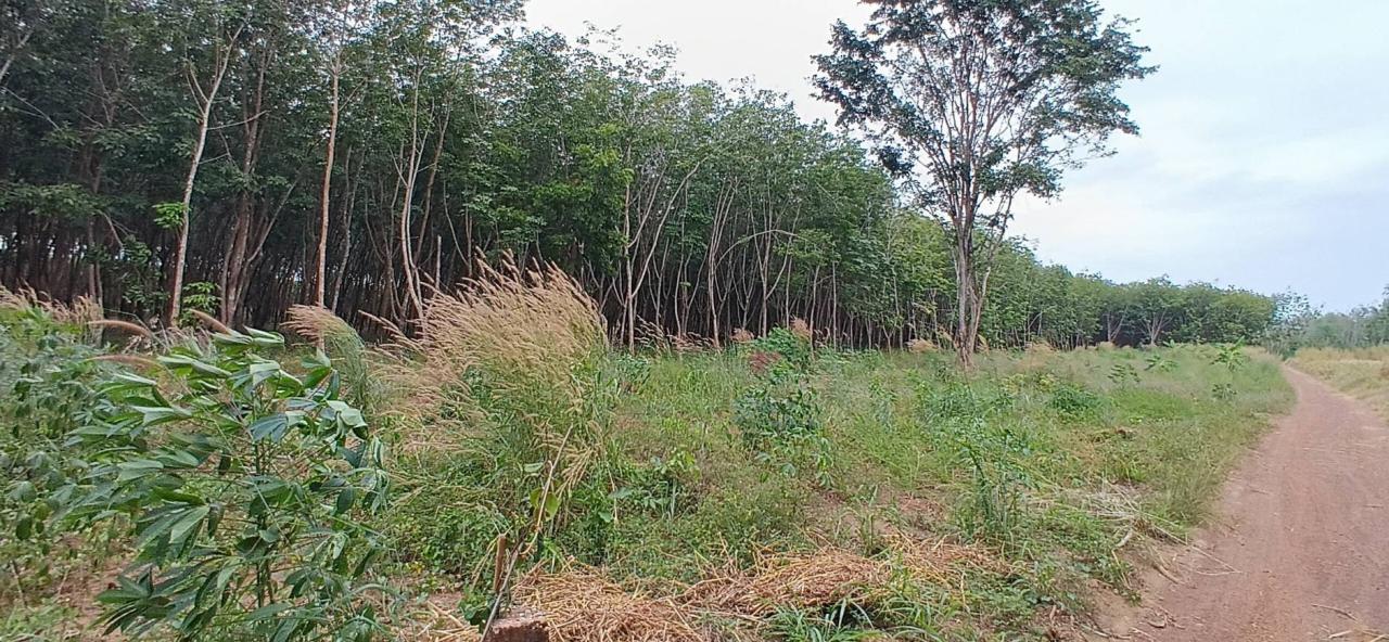 ภาพประกอบที่ 11