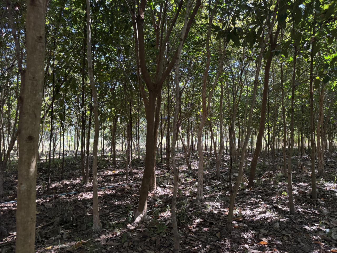 ภาพประกอบที่ 4