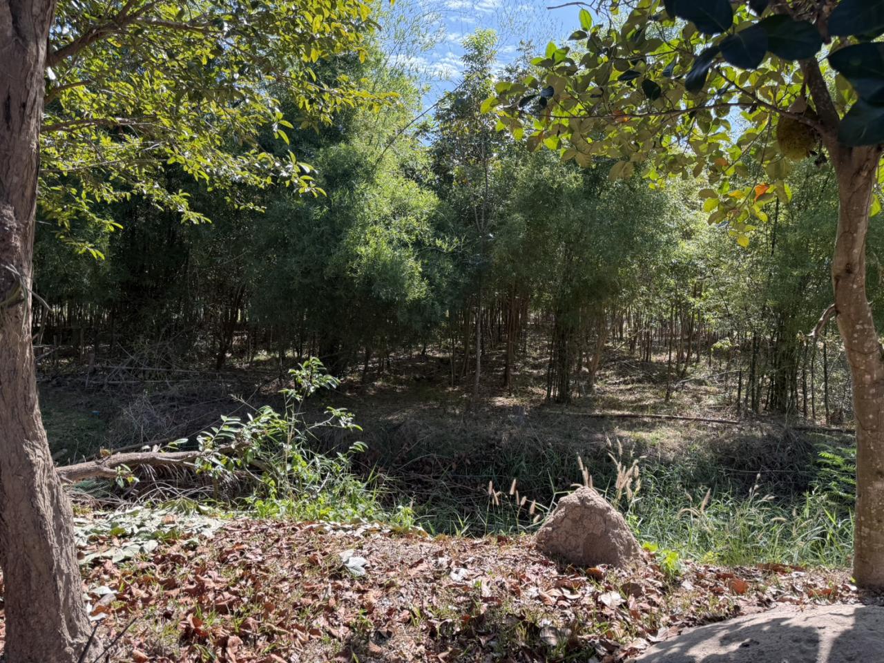 ภาพประกอบที่ 5