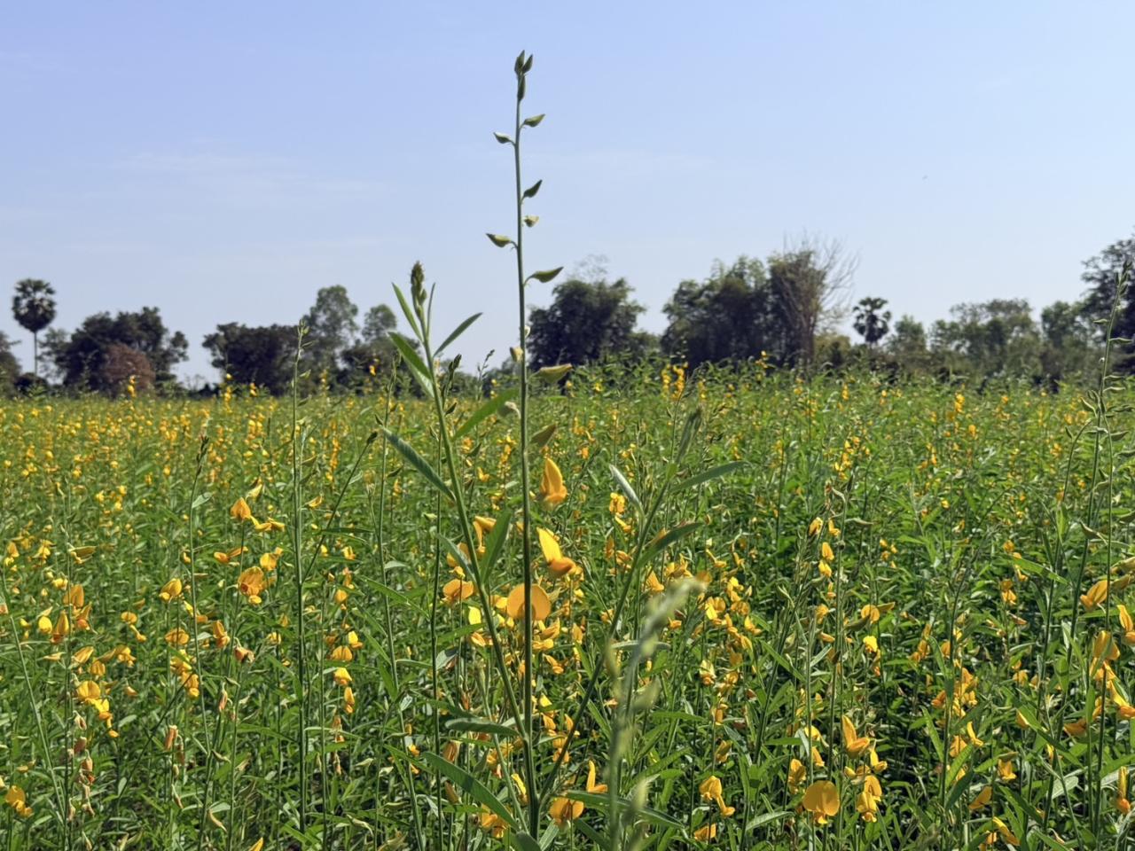 ภาพประกอบที่ 6