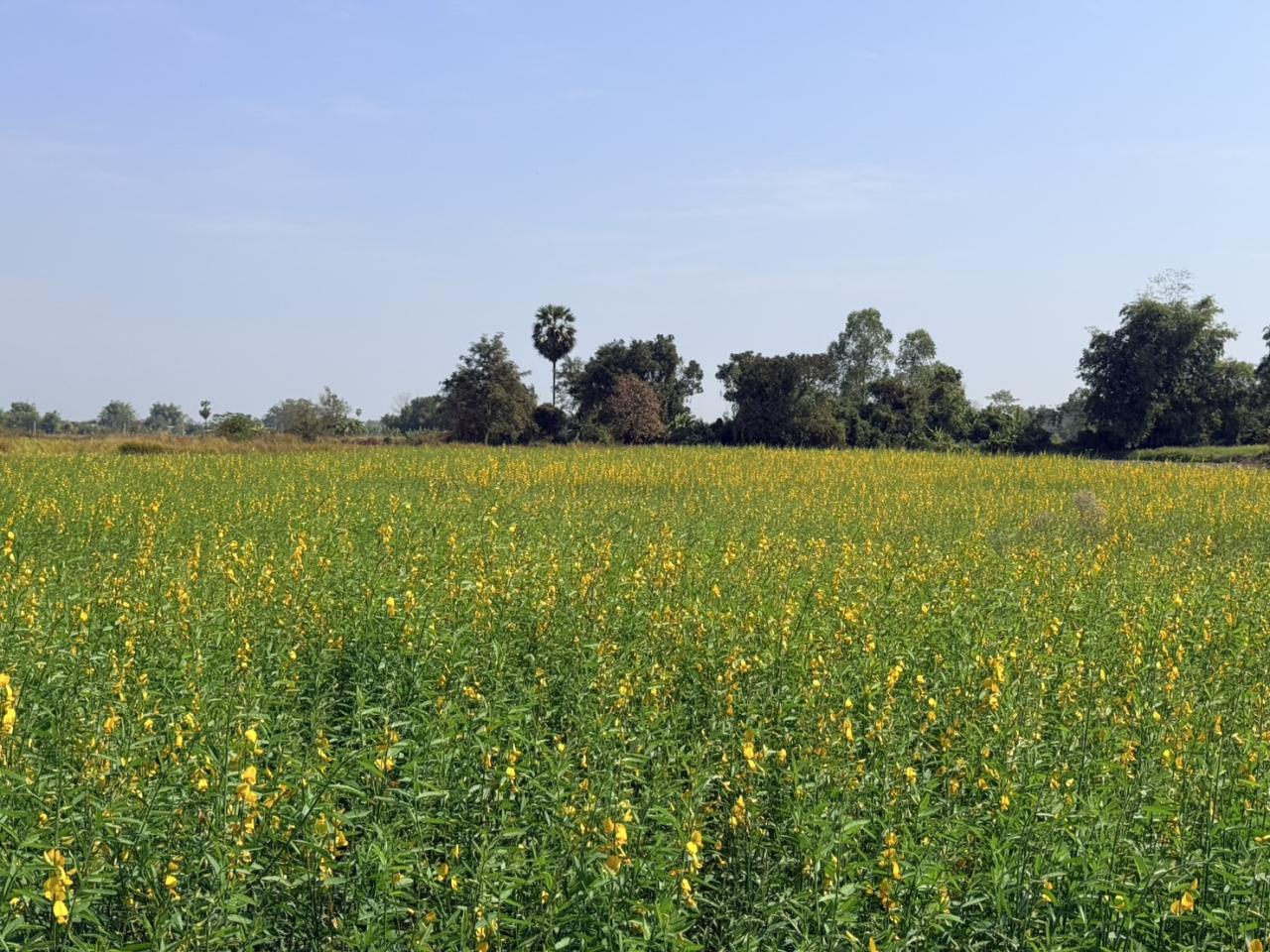 ภาพประกอบที่ 7