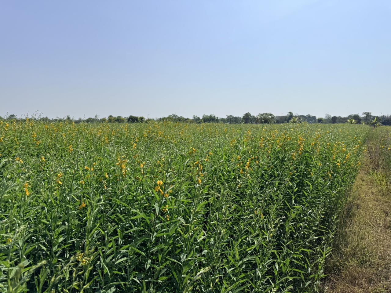 ภาพประกอบที่ 8