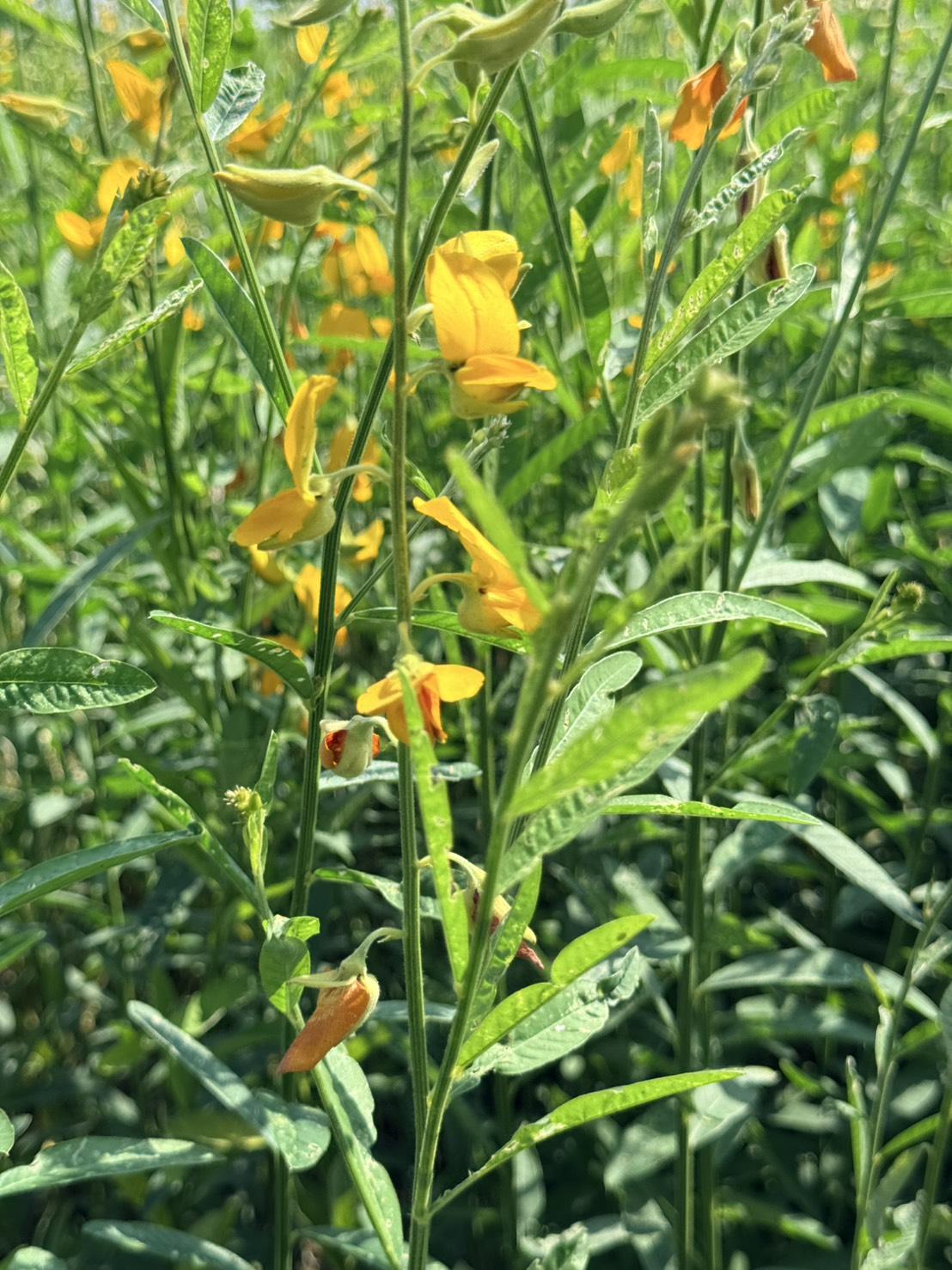 ภาพประกอบที่ 9