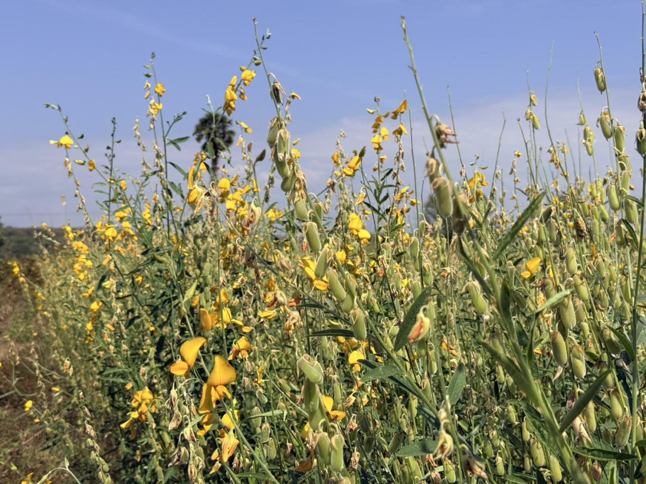 ภาพประกอบที่ 10