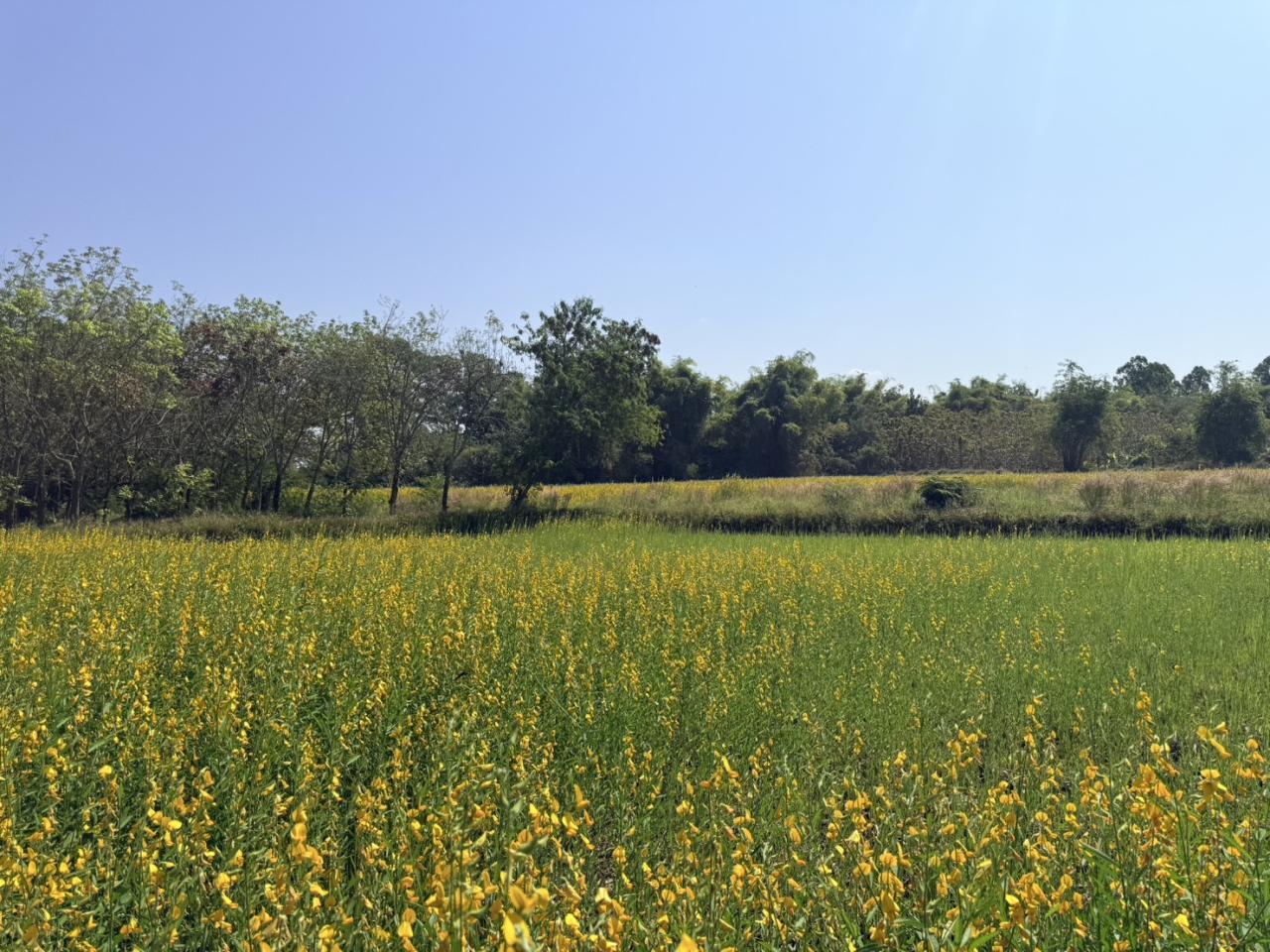 ภาพประกอบที่ 11