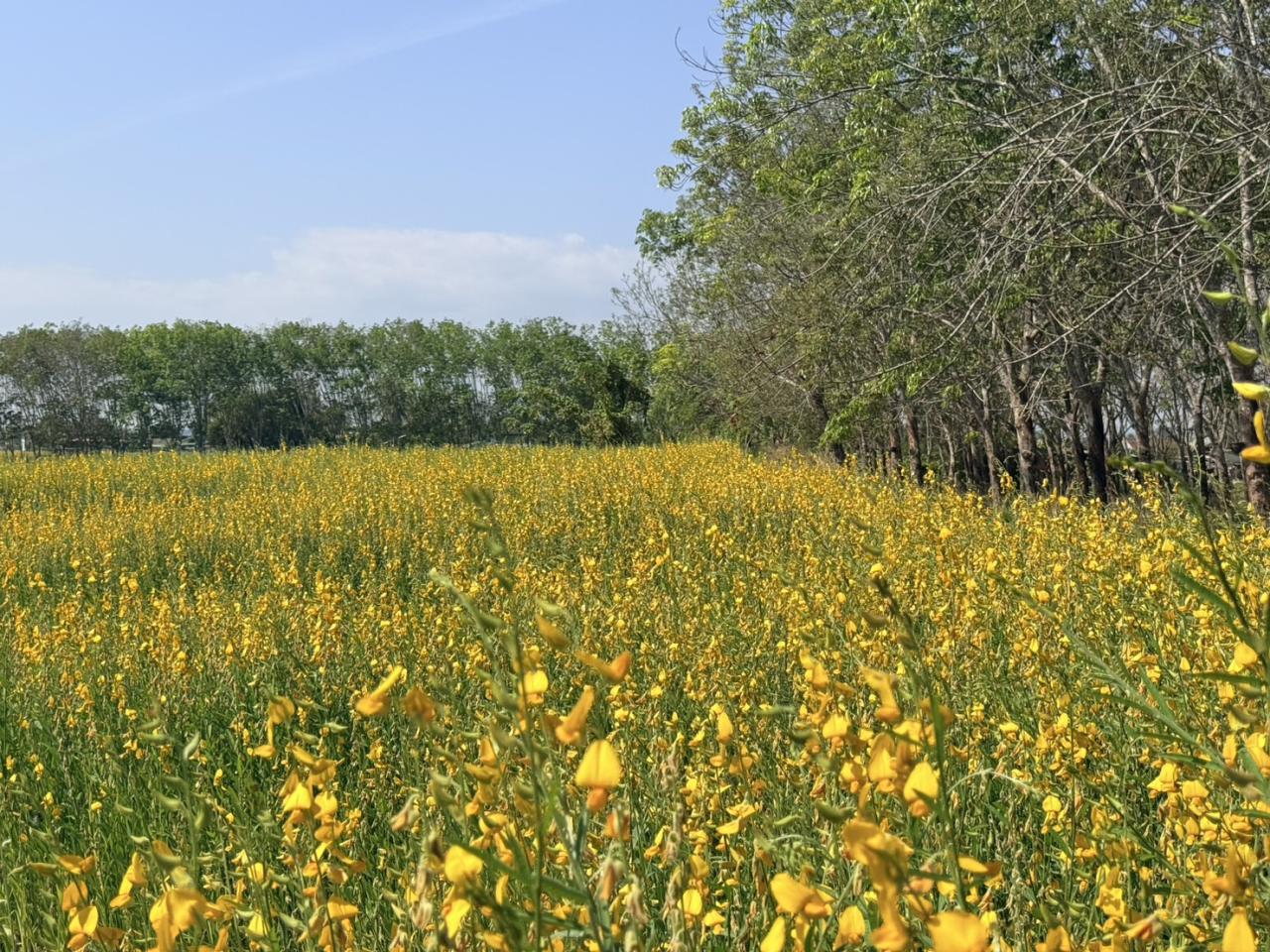 ภาพประกอบที่ 12