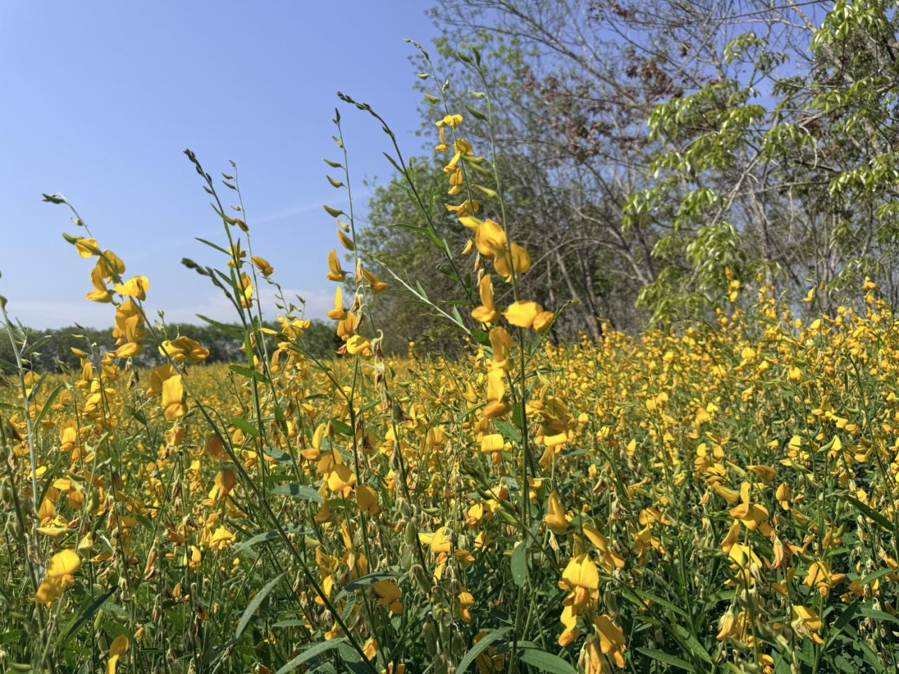 ภาพประกอบที่ 13