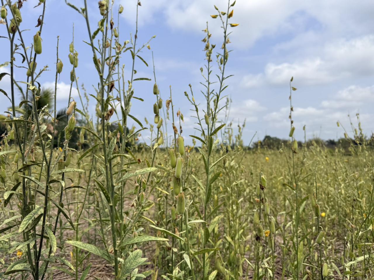 ภาพประกอบที่ 5