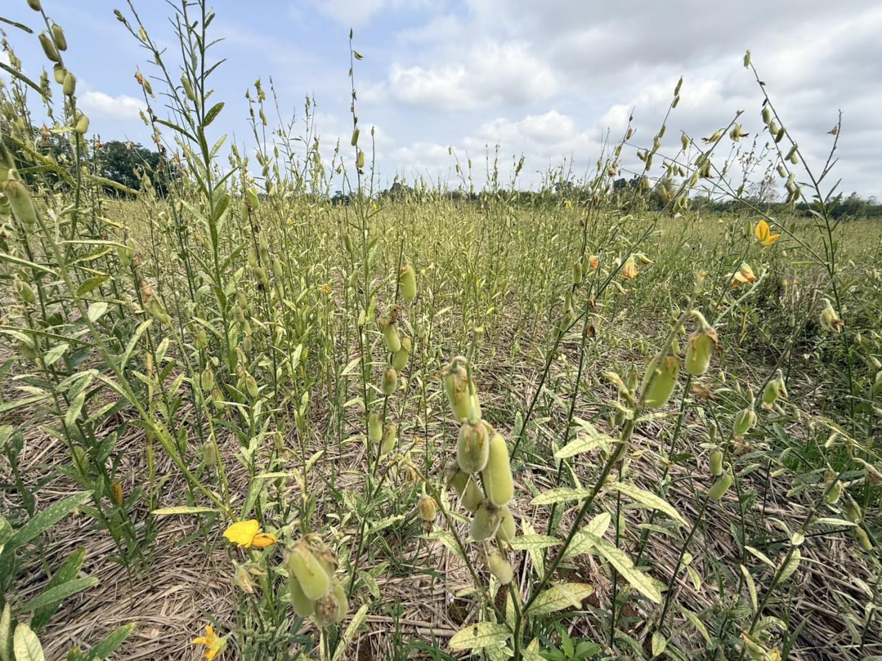 ภาพประกอบที่ 6