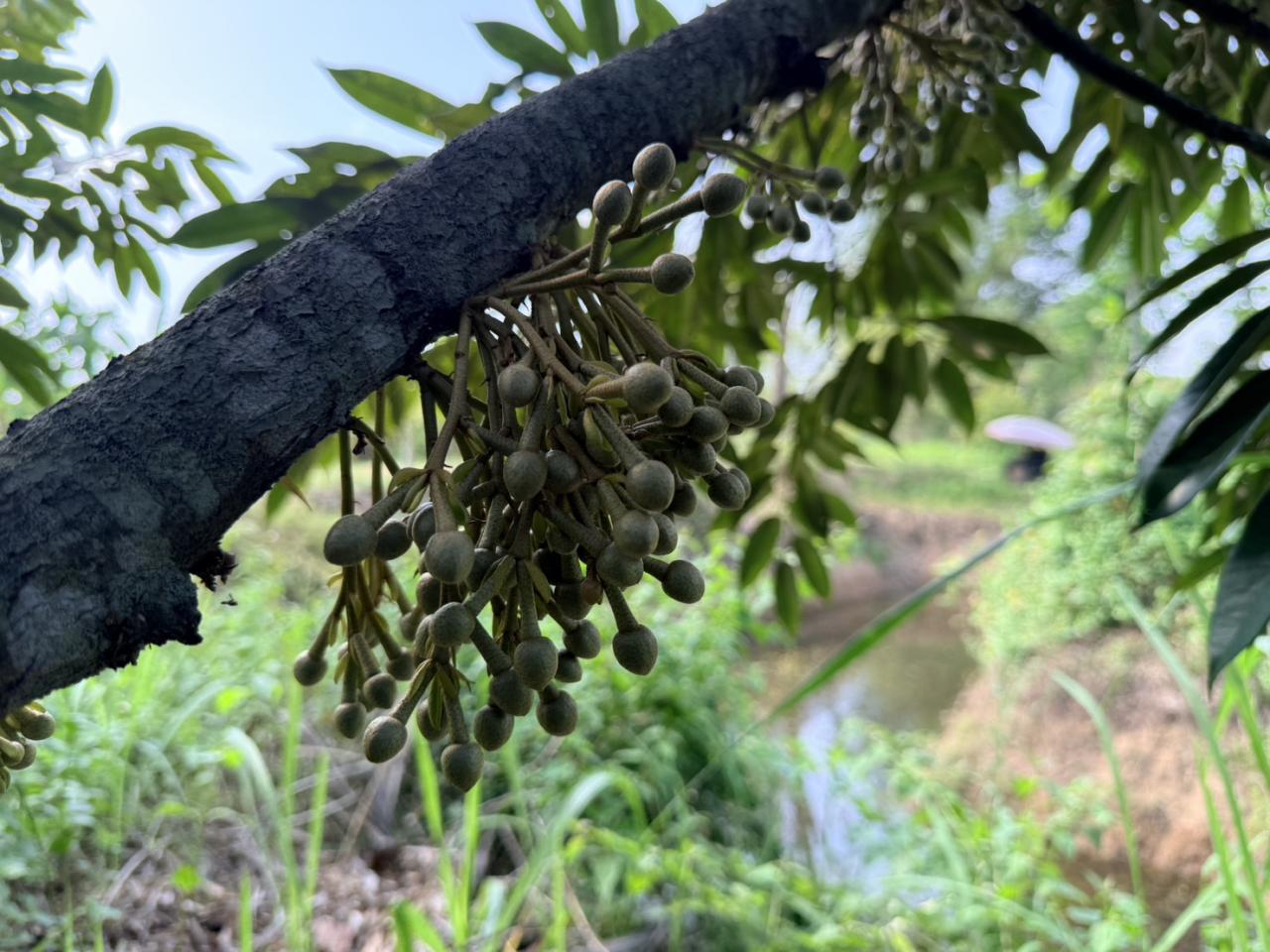 ภาพประกอบที่ 8