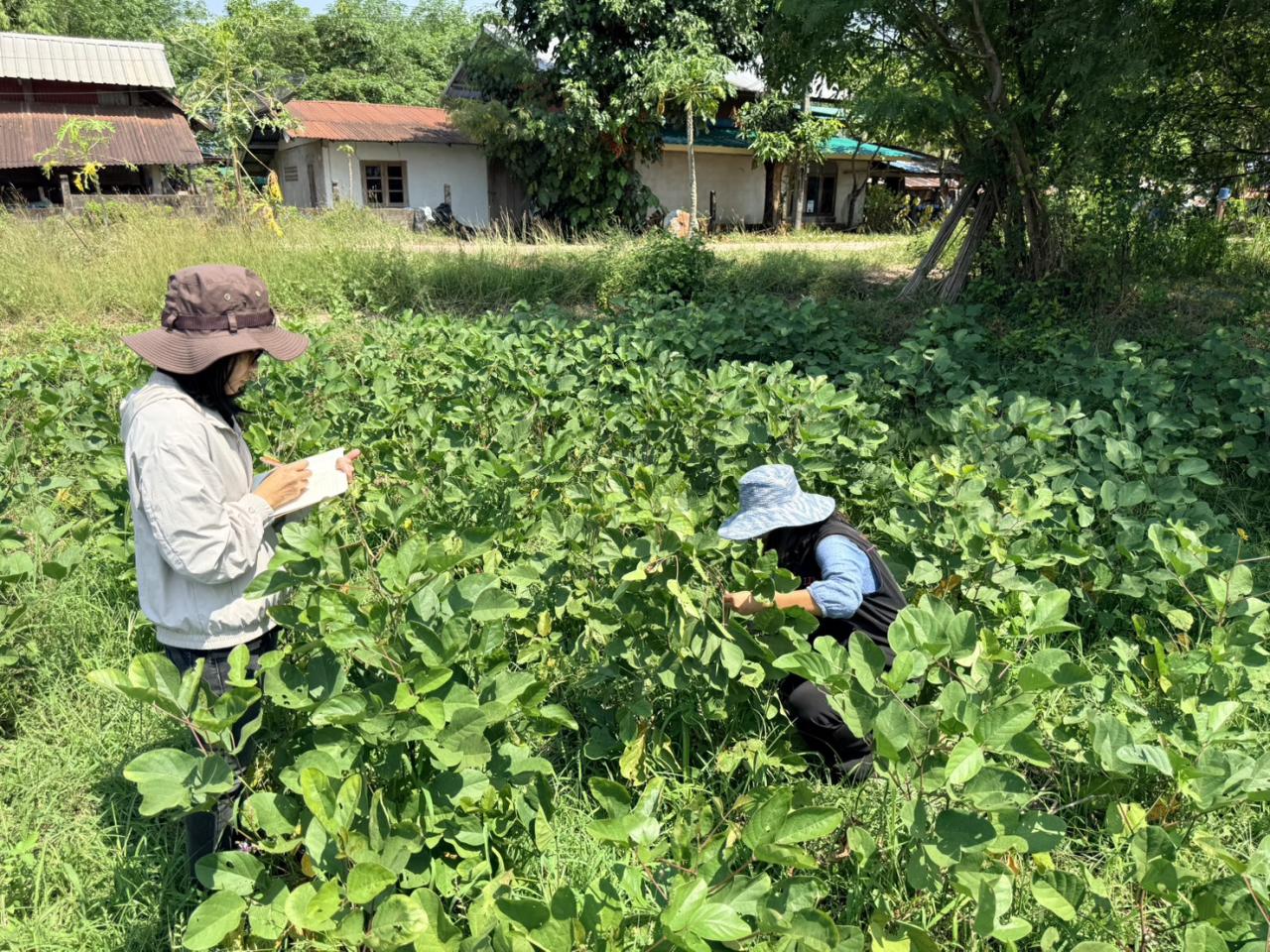 ภาพประกอบที่ 2