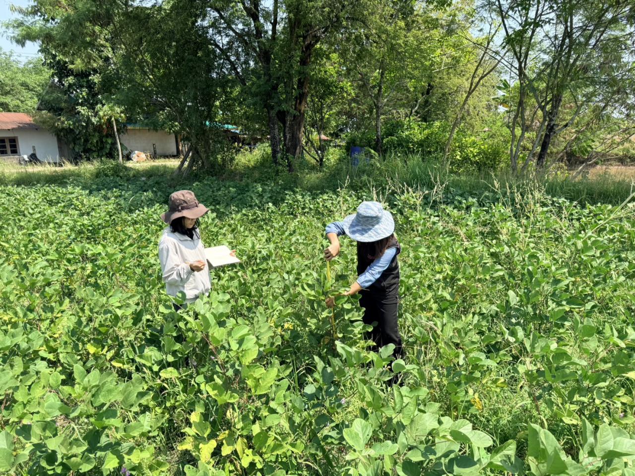 ภาพประกอบที่ 3
